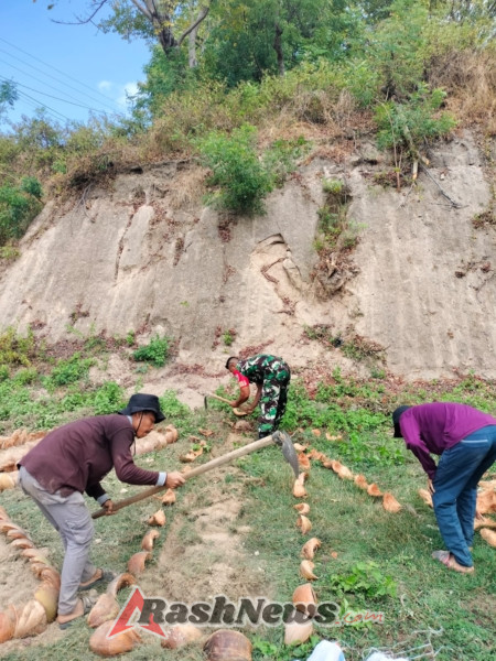Babinsa Andalan Bersama Mahasiswa Undikma Tanam Harapan di Desa Andalan