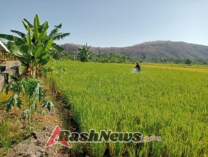 Babinsa Bantu Petani Cegah Serangan Hama di Pakilai Barat