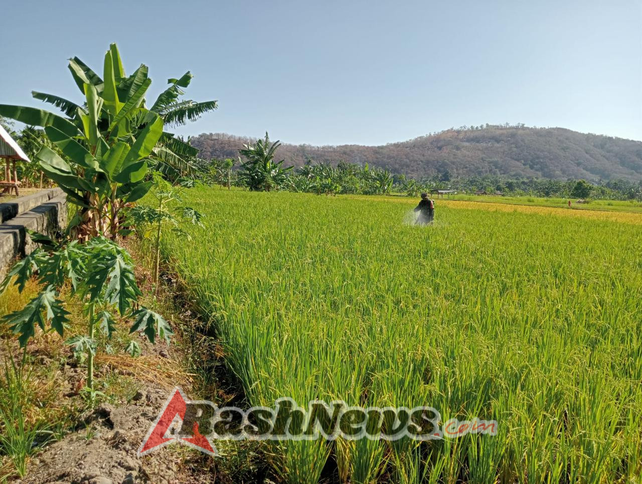 Babinsa Bantu Petani Cegah Serangan Hama di Pakilai Barat