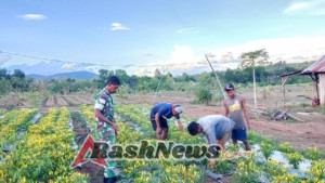 Sertu Francisco Monteiro Gusmao Hadir Dukung Kemajuan Pertanian Cabai Tunbes