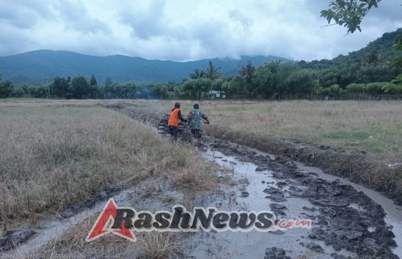 Percepat Musim Tanam, Babinsa Kawal Kegiatan Bajak Sawah di Desa Beru