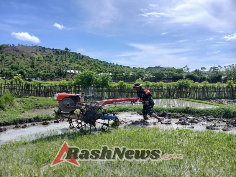 Sertu Abdullah Maulana Bantu Pembajakan Sawah dan Beri Edukasi Keselamatan Saat Hujan
