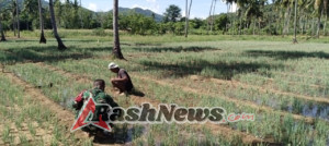 TNI dan Petani Bersinergi: Pendampingan Pertanian Babinsa Wujud Kepedulian kepada Warga