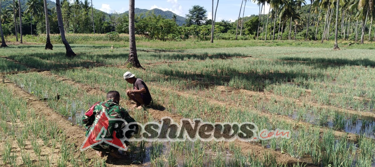 TNI dan Petani Bersinergi: Pendampingan Pertanian Babinsa Wujud Kepedulian kepada Warga