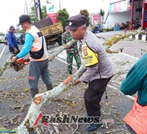 Babinsa Koptu I Kadek Juliana Kawal Penebangan Pohon Berpotensi Bahaya di Banjar Taman Tanda