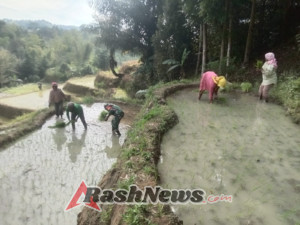 Kemanunggalan TNI-Rakyat: Serda Lalu Terlibat Aktif dalam Proses Penanaman Padi di Nantal