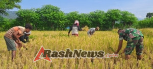 Panen Padi di Kakaha, Babinsa Kodim 1601/Sumba Timur Turun Langsung ke Lapangan