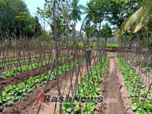Babinsa Tanglapui Timur Bantu Warga Siram Tanaman Sayur dan Semangka
