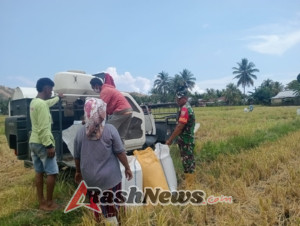 Babinsa dan Petani Desa Maurole Panen Bersama, TNI Hadir Bantu Rakyat dari Sawah Hingga Ketahanan Pangan