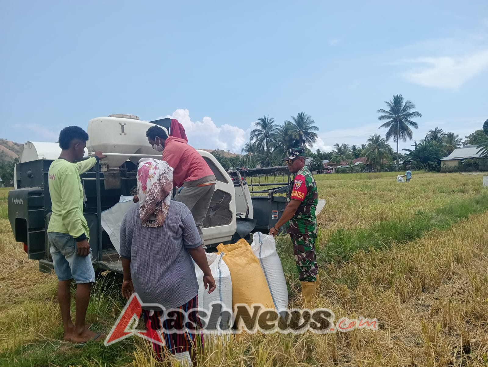 Babinsa dan Petani Desa Maurole Panen Bersama, TNI Hadir Bantu Rakyat dari Sawah Hingga Ketahanan Pangan