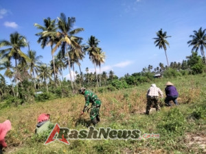 Koramil Macang Pacar Dorong Ketahanan Pangan Lewat Pendampingan Panen Kedelai