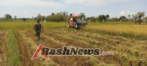 Gotong Royong Babinsa dan Petani Warnai Panen Padi di Pahunga Lodu