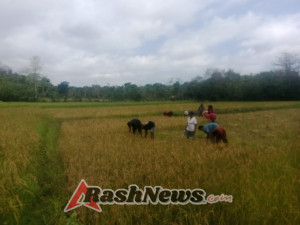 Babinsa Kodim 1601/Sumba Timur Gotong Royong Bersama Warga Panen Padi