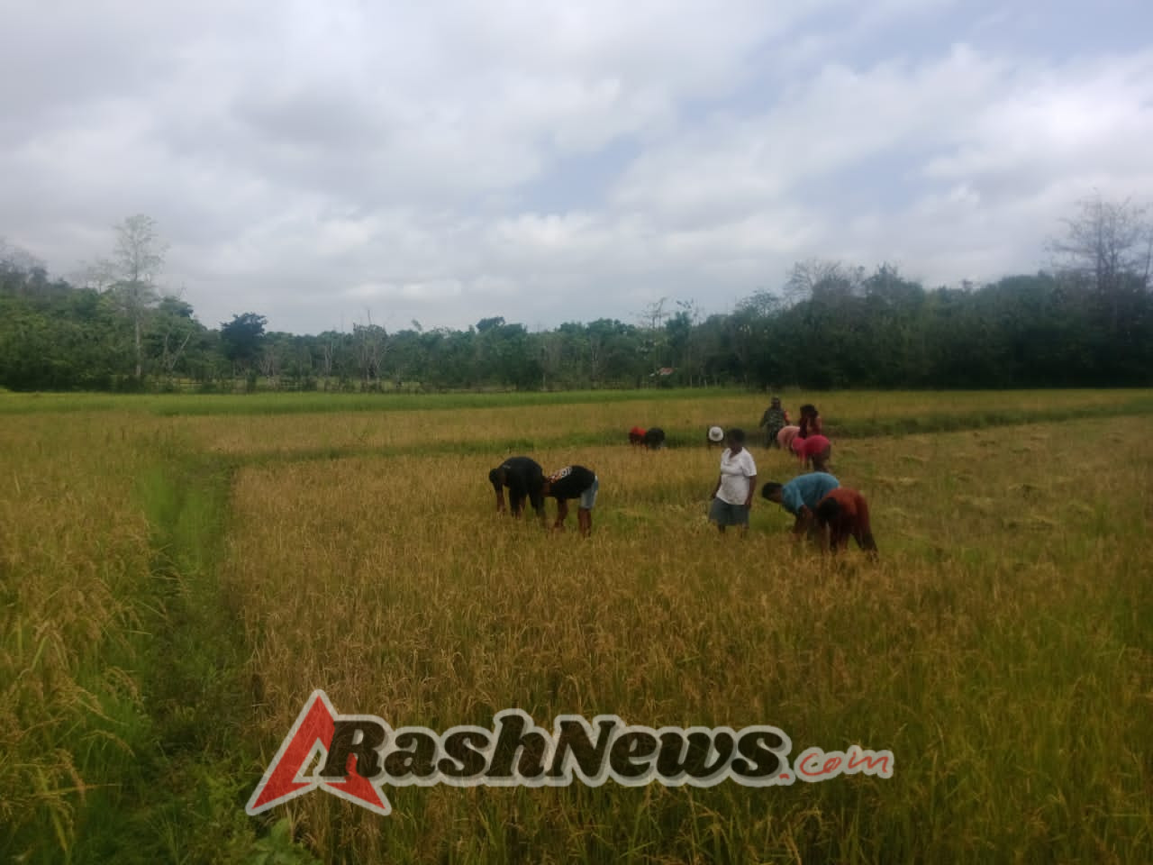 Babinsa Kodim 1601/Sumba Timur Gotong Royong Bersama Warga Panen Padi