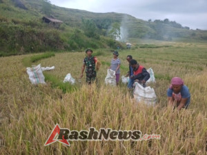 TNI dan Petani Bersatu: Babinsa Rindi Umalulu Bantu Panen Padi di Sumba Timur