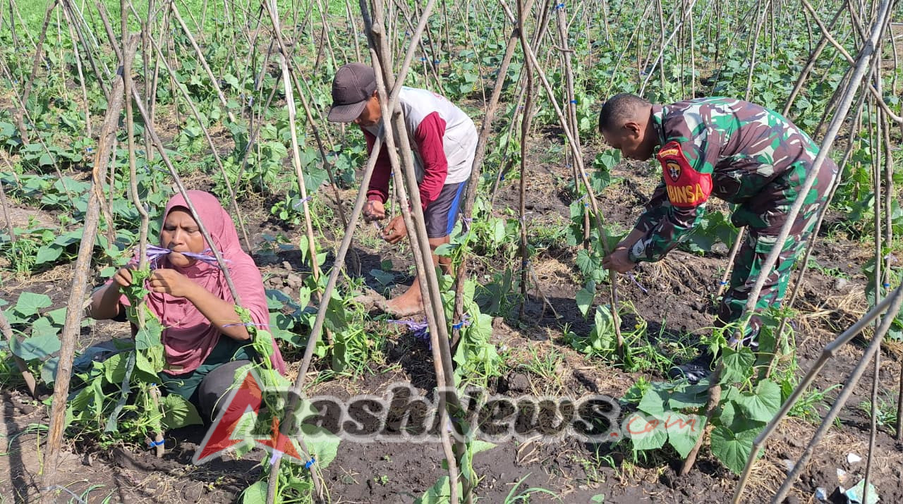 Babinsa Koramil 1624-03/Lewoleba Dukung Pertanian Berkelanjutan di Desa Hadakewa