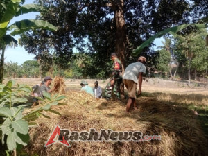 Sinergi TNI dan Petani, Babinsa Kambera Dorong Program Swasembada Pangan