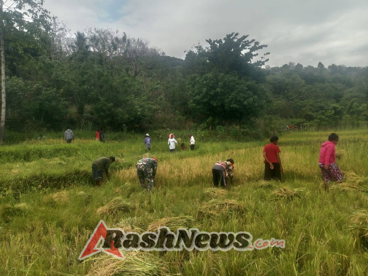 Gotong Royong Babinsa dan Petani Tandula Jangga Saat Panen Padi