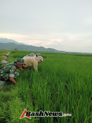 Babinsa Koramil 1630-02/Lembor Dampingi Petani Bersihkan Rumput di Lahan Padi Desa Siru