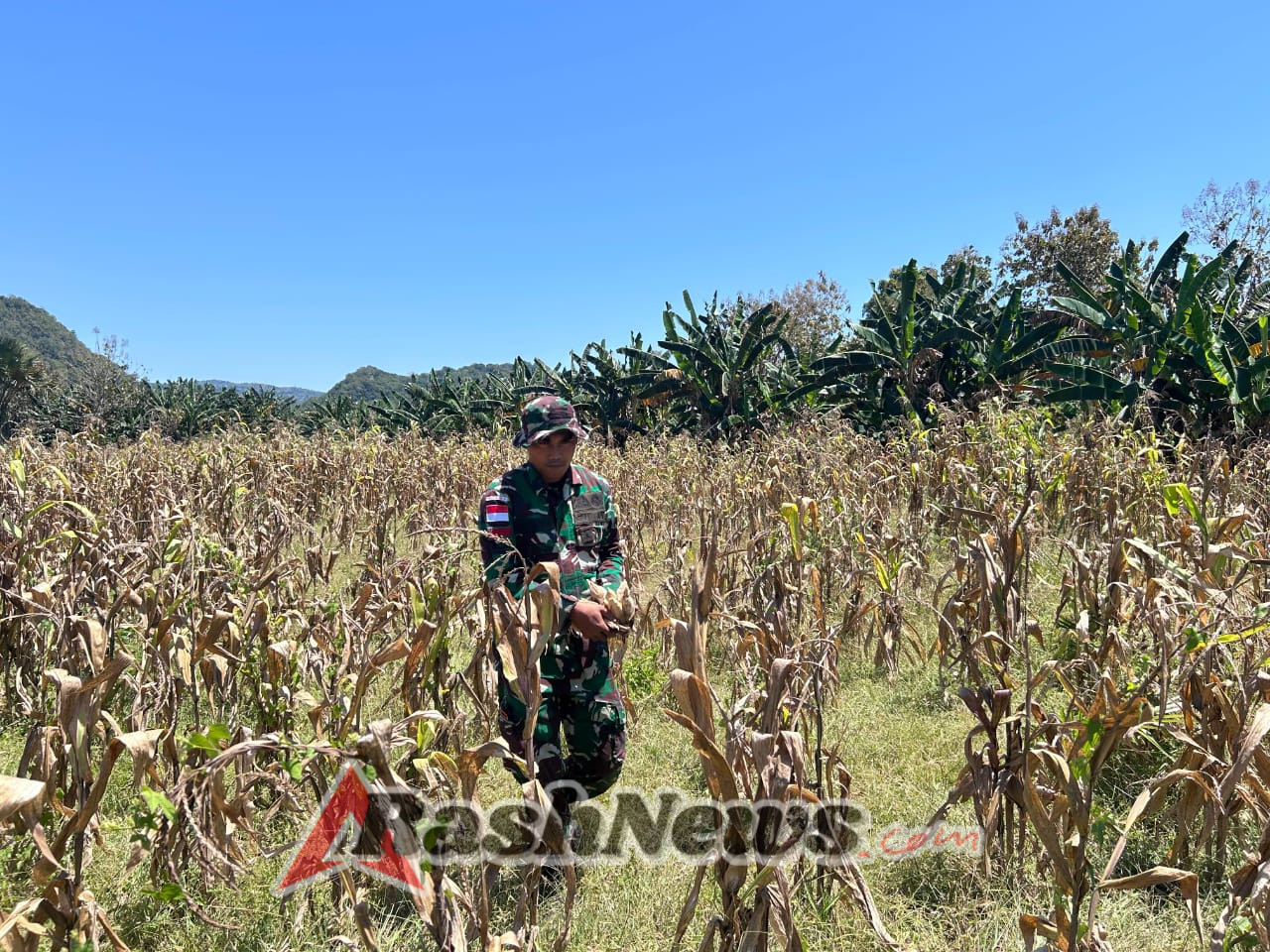 Panen Jagung Jadi Bukti Keharmonisan Satgas Pamtas dengan Warga Alas Selatan
