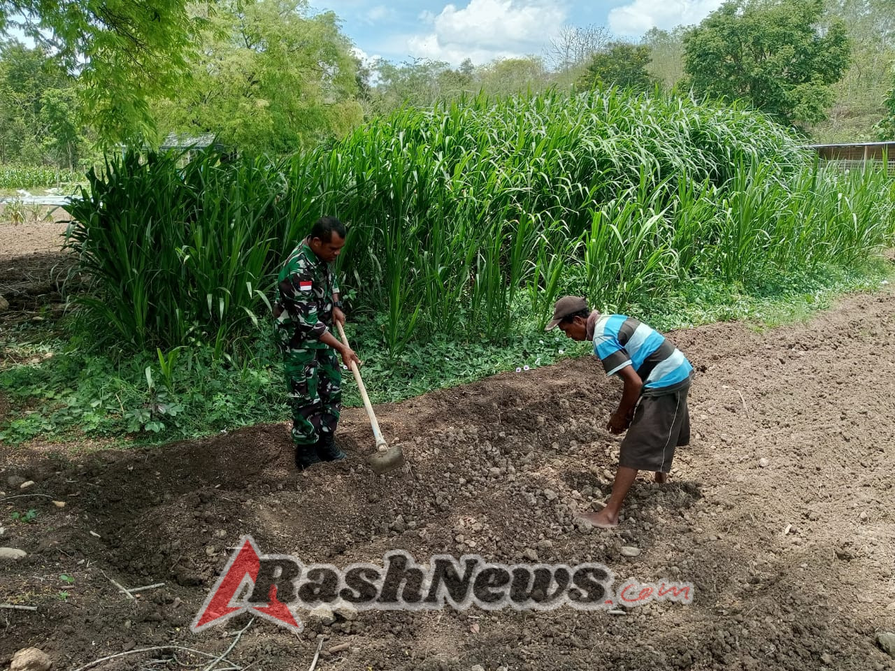 Dukung Ketahanan Pangan Wilayah, Anggota Satgaster Pos Halibete II Dampingi Petani Siapkan Lahan Pertanian