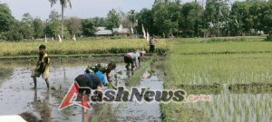 Babinsa Koramil 05/Waingapu Galakkan Program Ketahanan Pangan di Lambanapu