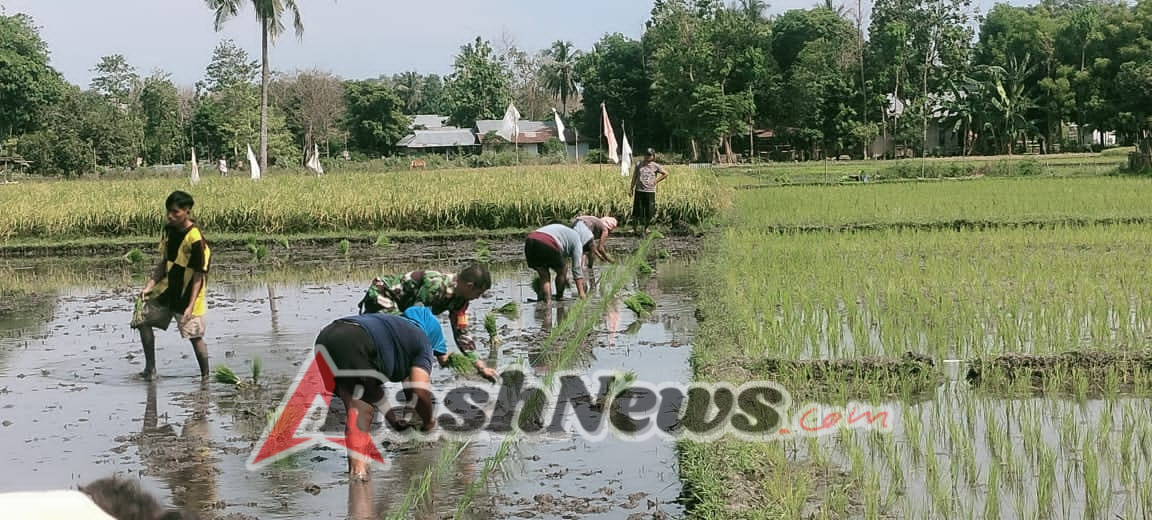 Babinsa Koramil 05/Waingapu Galakkan Program Ketahanan Pangan di Lambanapu