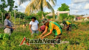 Satgas PAMTAS RI-RDTL Yonarmed 12 Kostrad Panen Cabai Bersama Warga di Perbatasan
