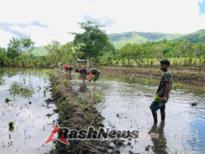 Sinergi Babinsa dan Petani di Karera, Tanamkan Semangat Ketahanan Pangan Nasional