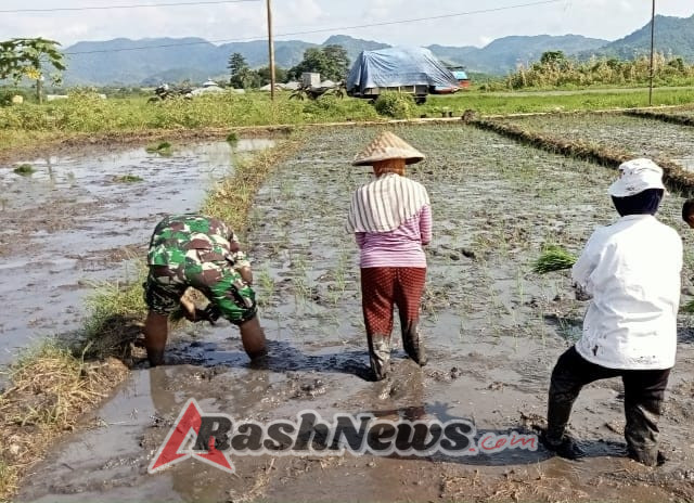 Wujud Nyata Binter, Serda Made Suteja Bantu Petani Lembor Percepat Masa Tanam Padi