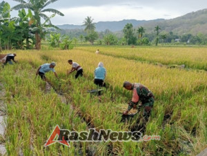 Babinsa dan Petani Kolaborasi Panen Dua Petak Sawah di Desa Tulleng