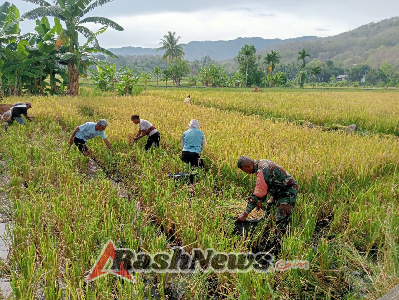 Babinsa dan Petani Kolaborasi Panen Dua Petak Sawah di Desa Tulleng