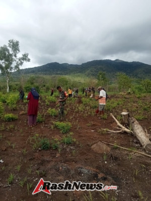 TNI dan Warga Kompak Tanam Padi di Pantar Barat