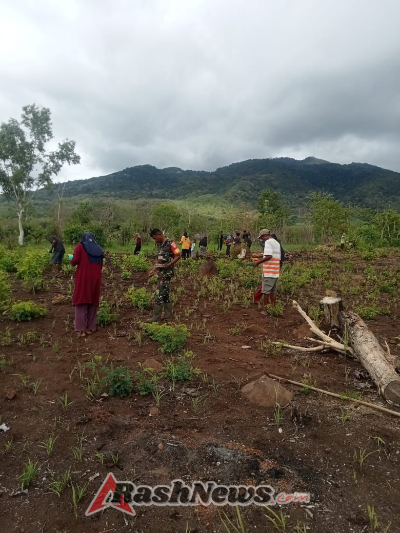 TNI dan Warga Kompak Tanam Padi di Pantar Barat
