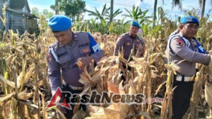 Kapolsek Seltim dampingi Kegiatan Panen Raya Jagung Serentak Kuartal III Oleh Bid Propam Polda Bali