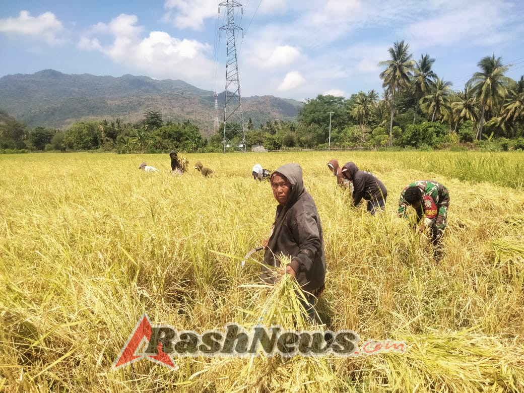 Babinsa Maurole Hadir di Tengah Warga, Dukung Kegiatan Produktif Petani Desa Maurole