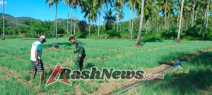 Babinsa Bari “Berlumpur” Bersama Petani: Pratu Irwansyah Pimpin Gerakan Bersih Gulma, Perkuat Ketahanan Pangan Macang Pacar