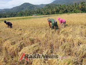 Kemanunggalan TNI-Rakyat Terwujud, Babinsa Ikut Panen Padi Bersama Warga Desa Maurole