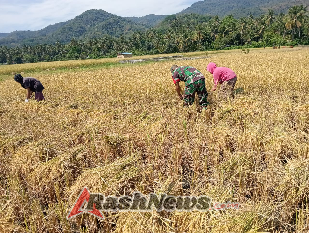 Kemanunggalan TNI-Rakyat Terwujud, Babinsa Ikut Panen Padi Bersama Warga Desa Maurole