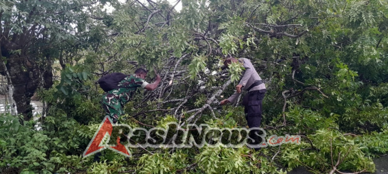 Sinergi TNI, Polri, dan BNPB Tangani Pohon Tumbang Akibat Cuaca Ekstrem di Rote Ndao