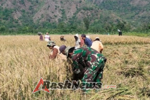 Wujudkan Swasembada Pangan, Babinsa Bantu Petani Potong Padi Pada MT 2