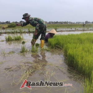 Bersama Petani, Babinsa Koramil 1612-04/Elar Bangun Semangat Gotong Royong di Lahan Pertanian