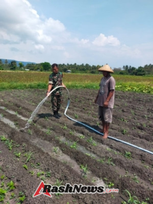 Keringat Babinsa untuk Negeri: TNI Reok Ikut Siram Jagung Demi Panen Melimpah