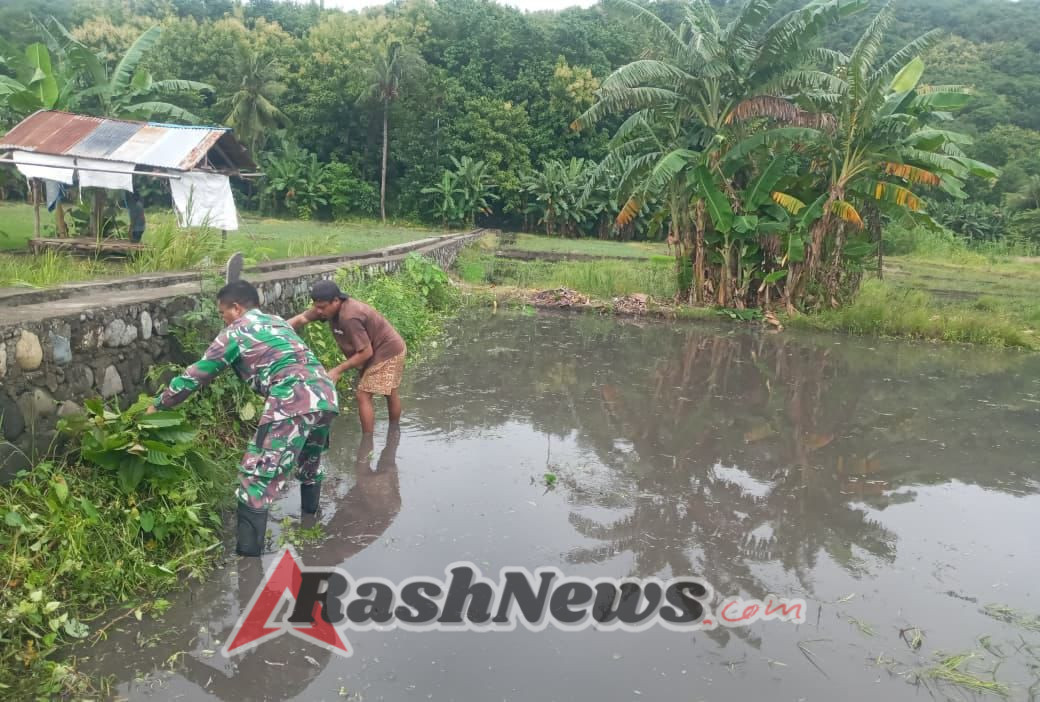 Babinsa Tanglapui Timur Bantu Petani Bersihkan Lahan Sawah di Alor Timur Laut