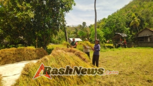 Babinsa Banyupoh Kawal Panen Padi, Buleleng Perkuat Ketahanan Pangan Mandiri