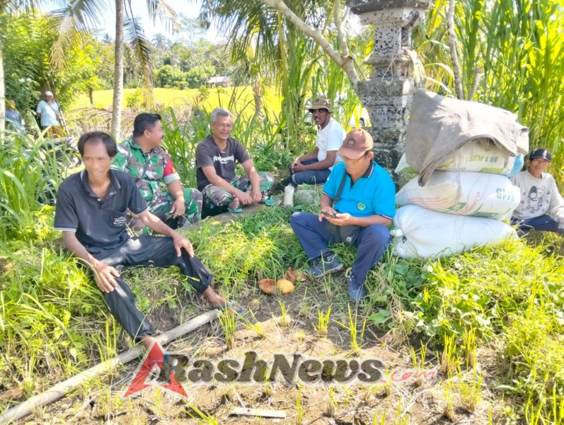 Sukseskan Ketahanan Pangan, Babinsa Melaksanakan Ubinan Panen Padi
