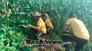 Kapolsek Kerambintan Pimpin Langsung Pembersihan kebun Jagung.