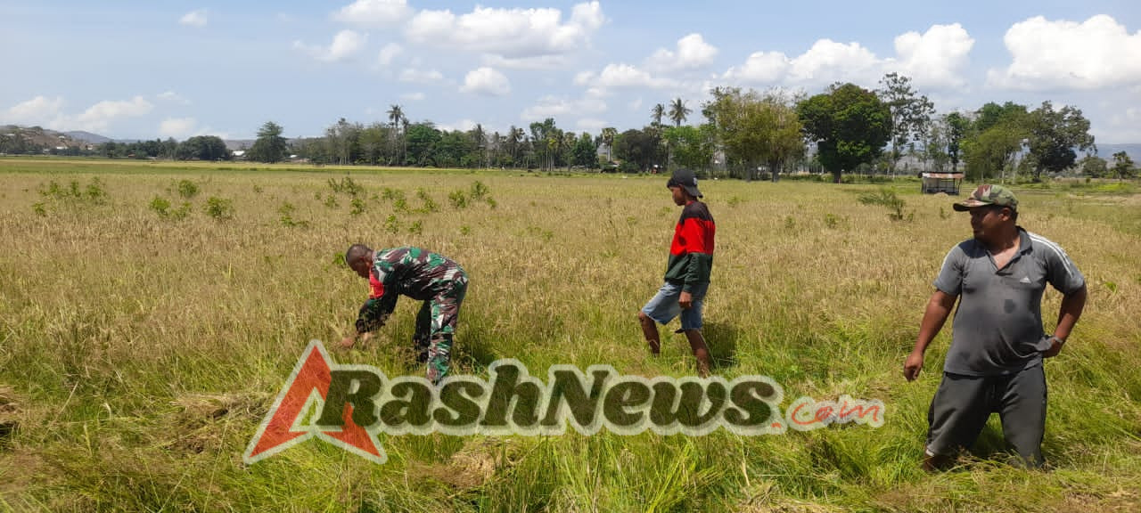 Sinergi TNI dan Petani, Babinsa Rindi Umalulu Dorong Ketahanan Pangan di Patawang