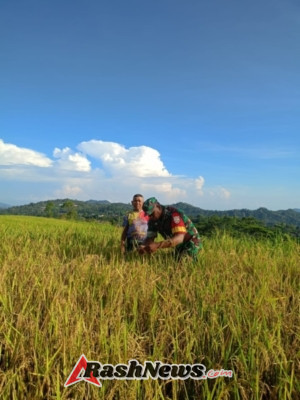 Babinsa Koramil 1612-04/Elar Dampingi Petani Desa Satar Nawang Beri Pupuk untuk Kendalikan Hama Padi