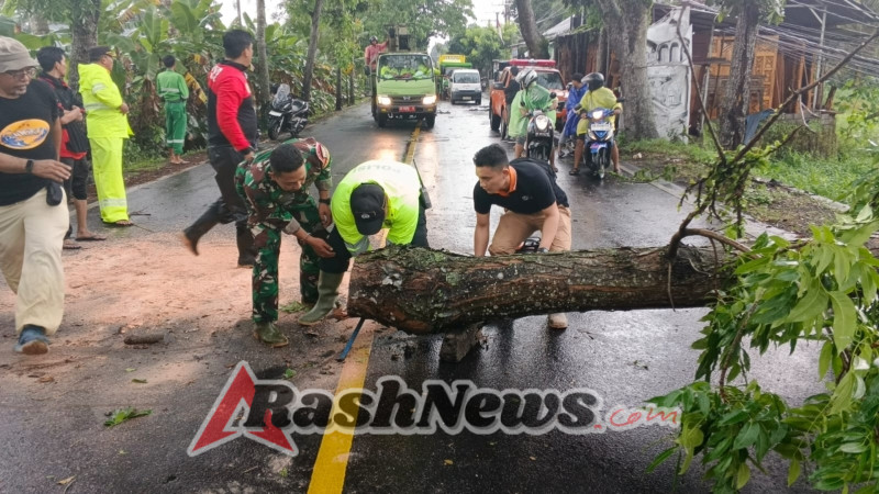 Kapolsek Mengwi Evakuasi Pohon Tumbang di Jalur Denpasar – Singaraja